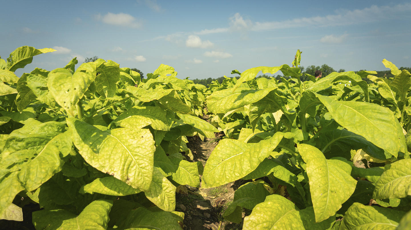 La transformación tecnológica en la industria del tabaco ha permitido el desarrollo de las alternativas sin combustión y, por ende, libres de humo y que tienen el potencial de reducir el daño asociado al tabaquismo.